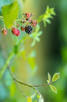 Green, red and black berries against green background with copy space