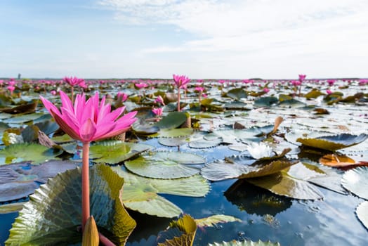 Beautiful nature landscape of many red lotus flowers, close up Red Indian Water Lily or Nymphaea Lotus in the pond at Thale Noi Waterfowl Reserve Park, Phatthalung province, Thailand