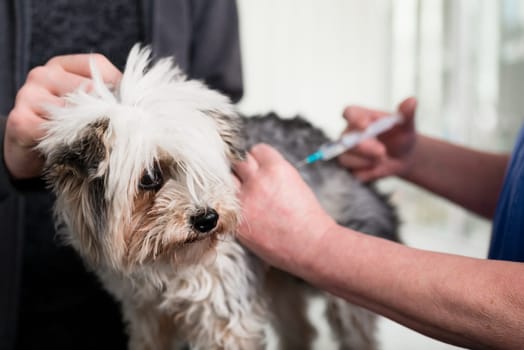 Doctor giving injection to a sick dog in clinic