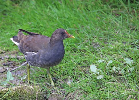 Green-footed pond chicken or pond rail Gallinula chloropus on the banks of the Leimbach in Wiesloch