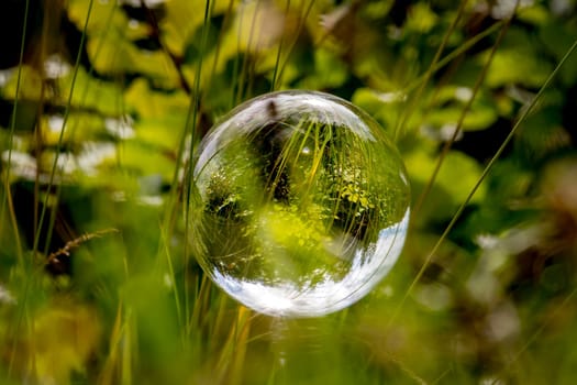 Glass ball floats between blades of grass with mirrored trees and cloudy blue sky