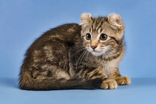 Pedigree cat American Curl (Felis silvestris catus),shorthair,sitting,black tabby blotched,cub,10 weeks,blue background