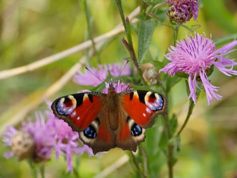 butterfly peacock eye drinks nectar on flowers drinks nectar on flowers