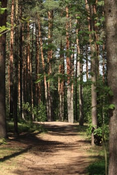path among trees in a pine forest in summer on a sunny day