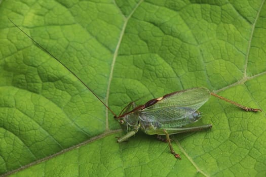 Tettigonia cantans from Hollersbach im Pinzgau