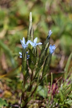 Close-up snow gentian Gentiana nivalis