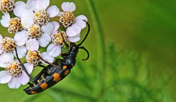 Four-banded Leptura quadrifasciata from Uttendorf im Pinzgau