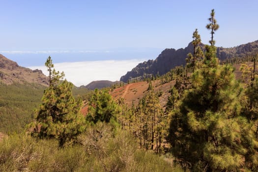 Canary Island pine forest in Teide National Park, Tenerife