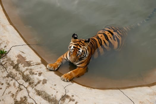Tiger lying in a pool of water,the zoo Safari World, China, view from above