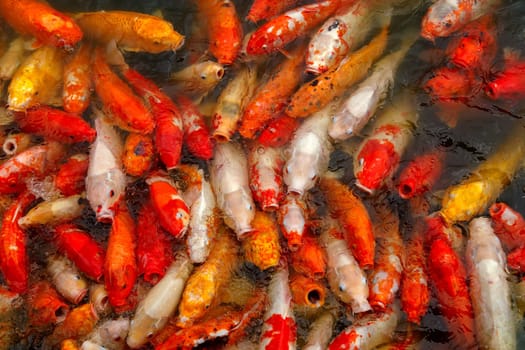 Colorful fancy carp fish,Koi fish swimming at pond, many beautiful koi fish, Feeding