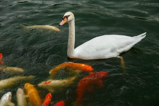 Koi Fish and white swan on a pond