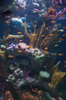 Aquarium with tropical fish and coral reef in sunlight