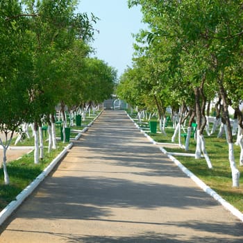 Alley in the green sunny park with grass and trees