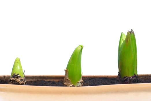 Three growing plants in the pot isolated on white