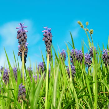 Blue flowers grape hyacinths (Muscari neglectum) in the green spring grass with sky on background