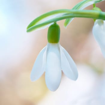 Spring snowdrop flower with snow in the forest