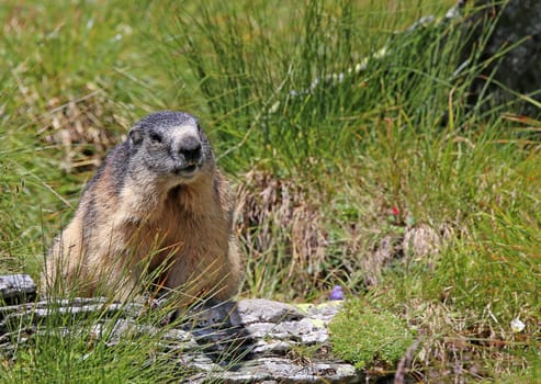 Well-fed marmot Marmota marmota