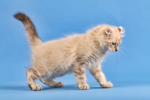 Pedigree cat American Curl (Felis silvestris catus),longhaired,standing,side,blue tabby point,juvenile,10 weeks,blue background