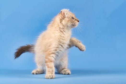 Pedigree cat American Curl (Felis silvestris catus),longhaired,standing,raises paw,blue tabby point,juvenile,10 weeks,blue background
