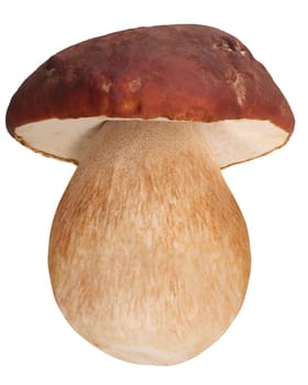 Cep or Porcino mushroom (Boletues edulis fruit body), isolated