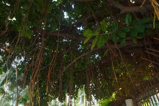 Branches of an old ficus with roots hanging over the sidewalk, Shenzhen China