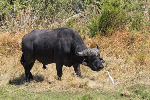 Water buffalo and Cattle egret in Moremi Park Botswana