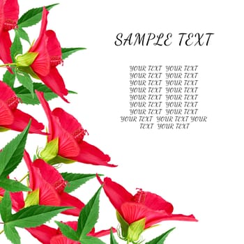 blooming buds of red hibiscus and green leaves, angular layout of the festive background for writing greetings and text, template
