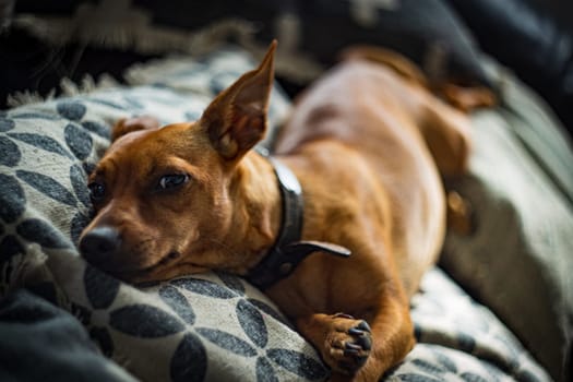 Miniature pinscher dog laying on a sofa