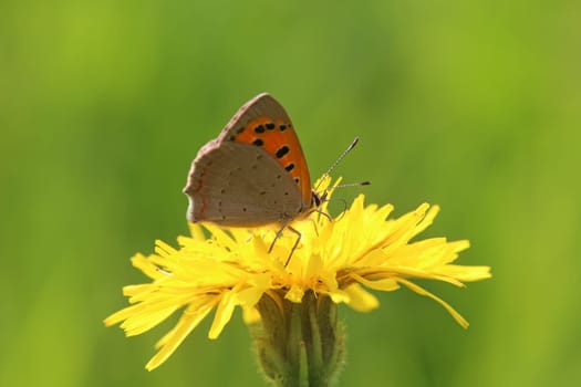 Small fire butterfly Lycaena phlaeas on dandelion Leontodon in Pinzgau