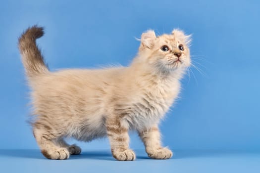 Pedigree cat American Curl (Felis silvestris catus),longhaired,standing,side,blue tabby point,juvenile,10 weeks,blue background