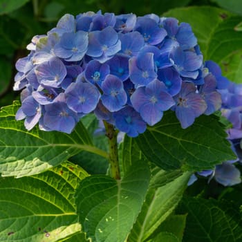 Penny mac (Hydrangea macrophylla), flowers of summer