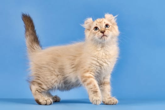 Pedigree cat American Curl (Felis silvestris catus),longhaired,standing,side,blue tabby point,juvenile,10 weeks,blue background