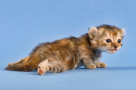 Pedigree cat American Curl (Felis silvestris catus),lying,black torbie,cub,5 weeks,blue background,Austria