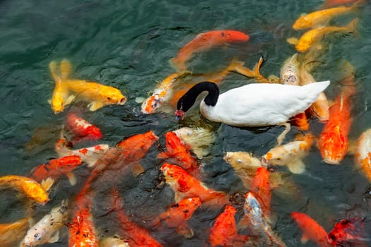 White swan with a black neck and a group of colored koi carps fighting for food