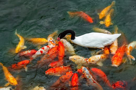 White swan with a black neck and a group of colored koi carps fighting for food