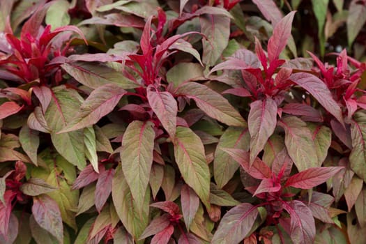 Background from bright decorative grass in burgundy green