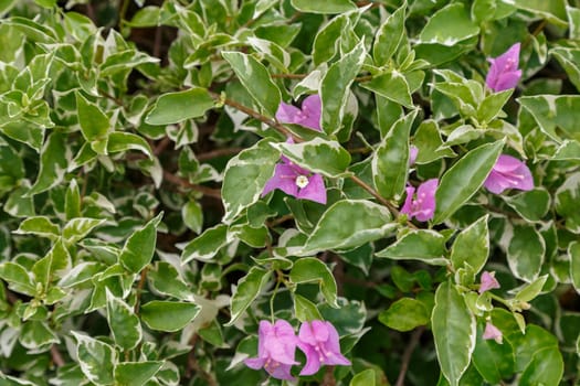 Background of green leaves with a white border and lilac flowers