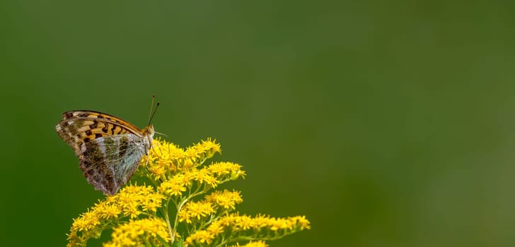 Little butterfly sits on a blossom in front of green blurred background with copy space