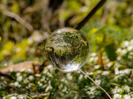 Glass ball floats between blades of grass with mirrored trees and cloudy blue sky