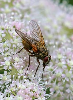 Angelica housefly Phaonia angelicae