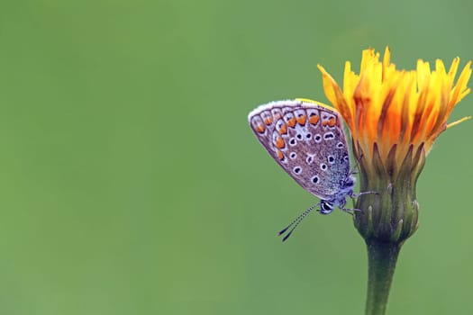Macro Polyommatus icarus from Uttendorf im Pinzgau