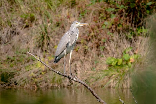 Gray Heron is sitting on a branch which stands in a lake against blurred background