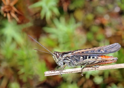 Macro Brown grasshopper Chorthippus brunneus from Hollersbach im Pinzgau