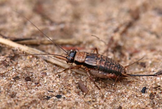 Macro forest cricket Nemobius sylvestris from the Schwetzinger Hardtwald