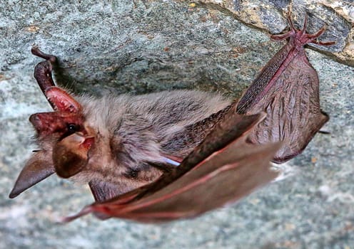 Bat Greater mouse-eared Myotis myotis from Pinzgau