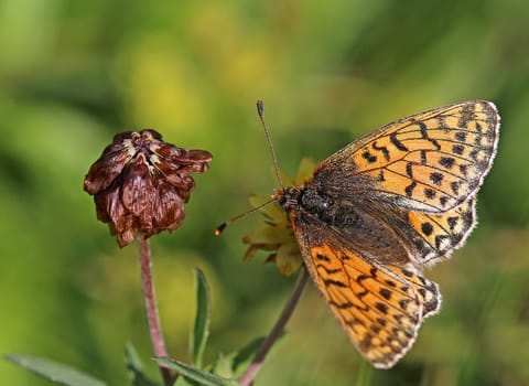 Macro High Alpine Fritillary Butterfly or Alpine Mat Mother-of-Pearl Butterfly Boloria pales
