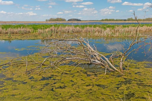 Marshland in the Spring Sun in Horican National Wildlife Refuge in Wisconsin