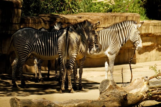 Zebra