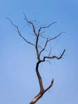 Silhouette of lonely bare tree isolated on blue sky background. Abstract dry willow branches, dramatic natural texture. Dead nature, environmental concept.