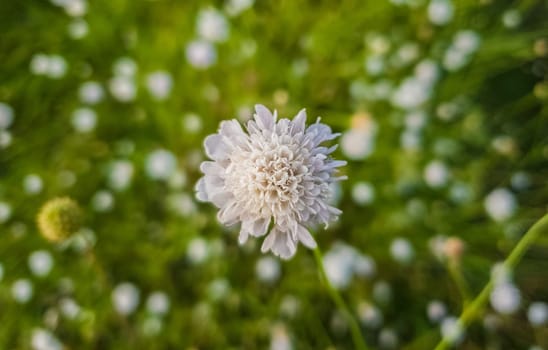 White form of Field scabious (Knautia arvensis) flowering on a green grass meadpw. Tiny wildflowers closeup.